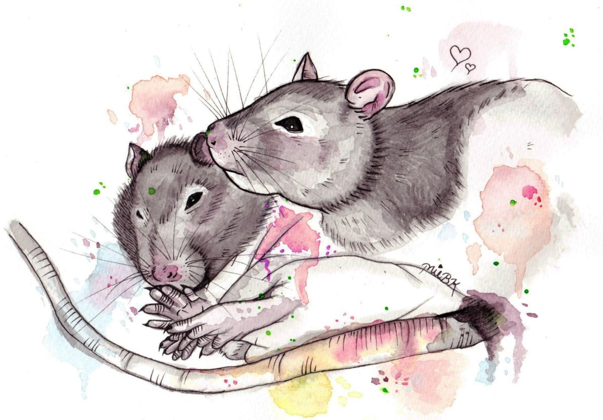 Рисунки крысок