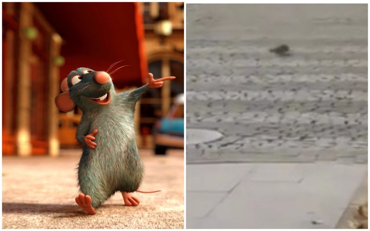 Рататуй хомяк