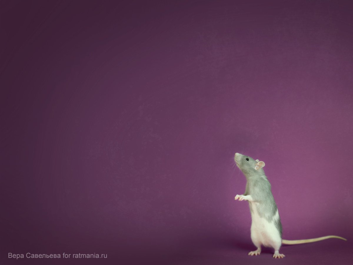 Крыса на заставку