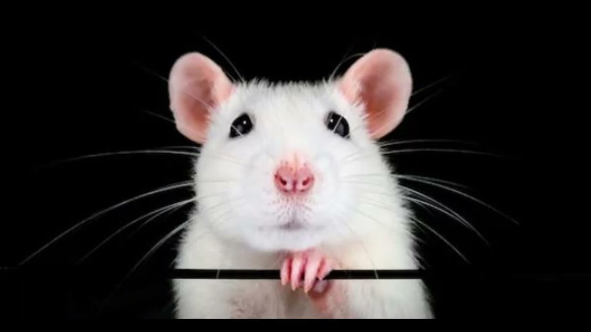 Белая крыса