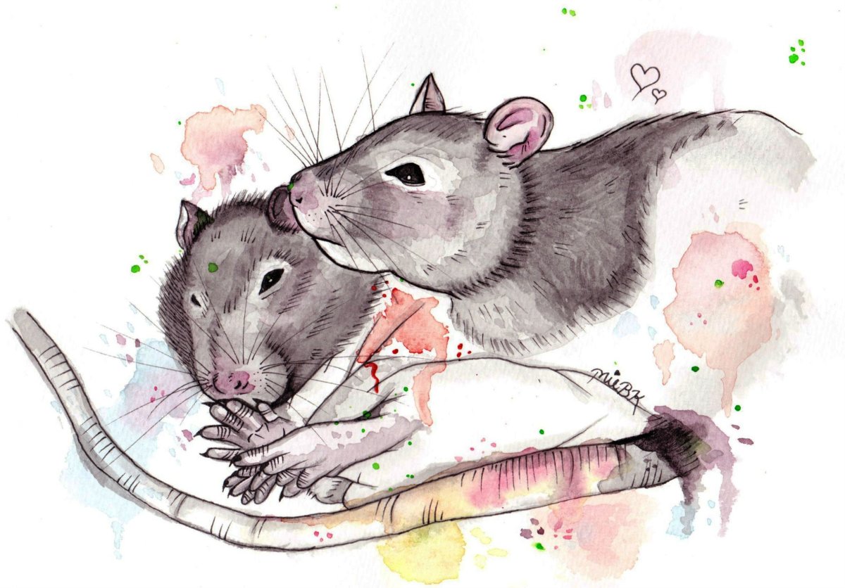 Рисунки крысок