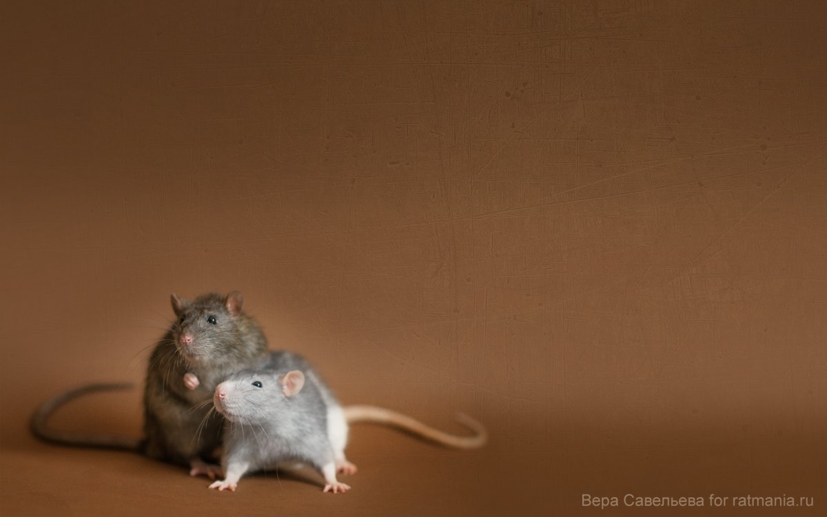 Крыса на рабочий стол