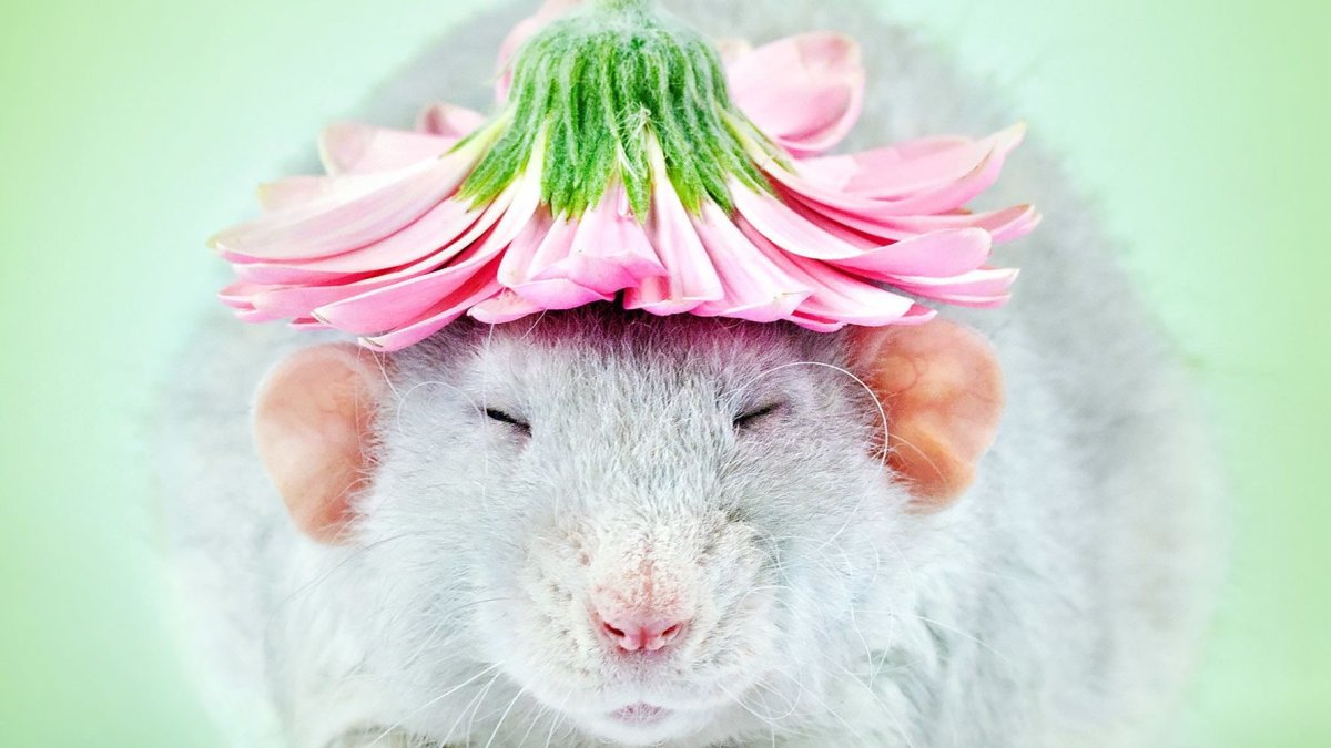 Милые крыски