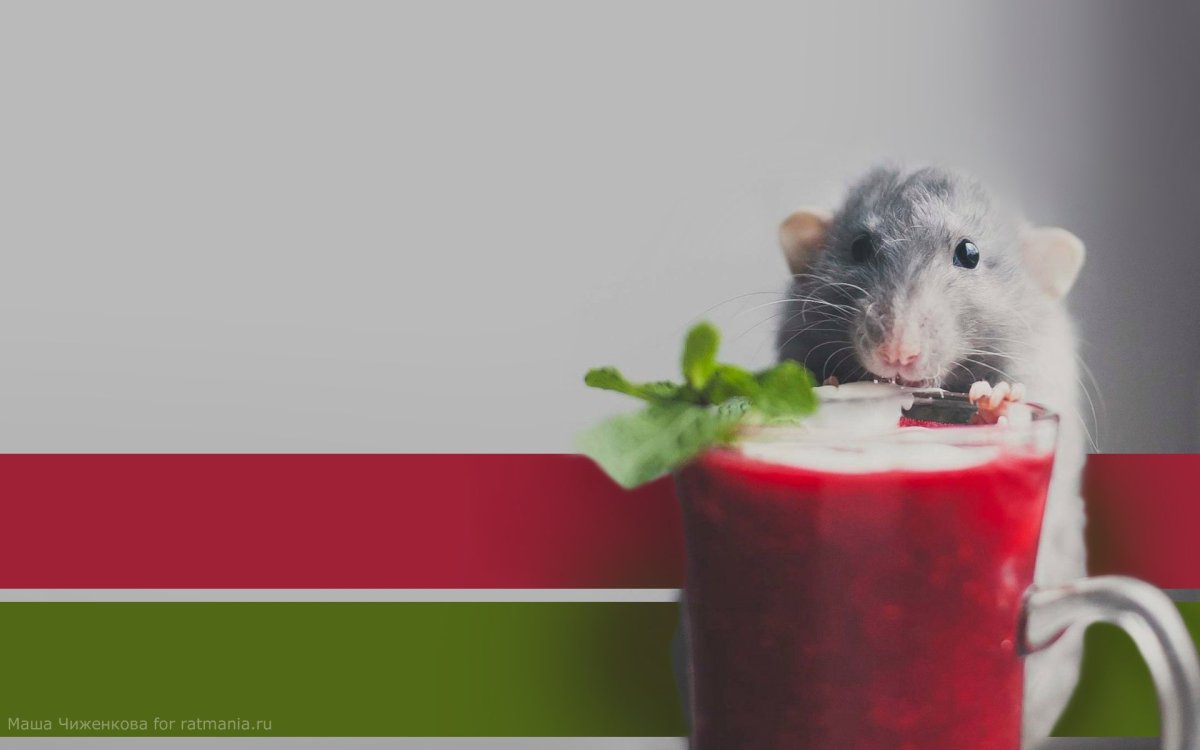 Обои с крысами