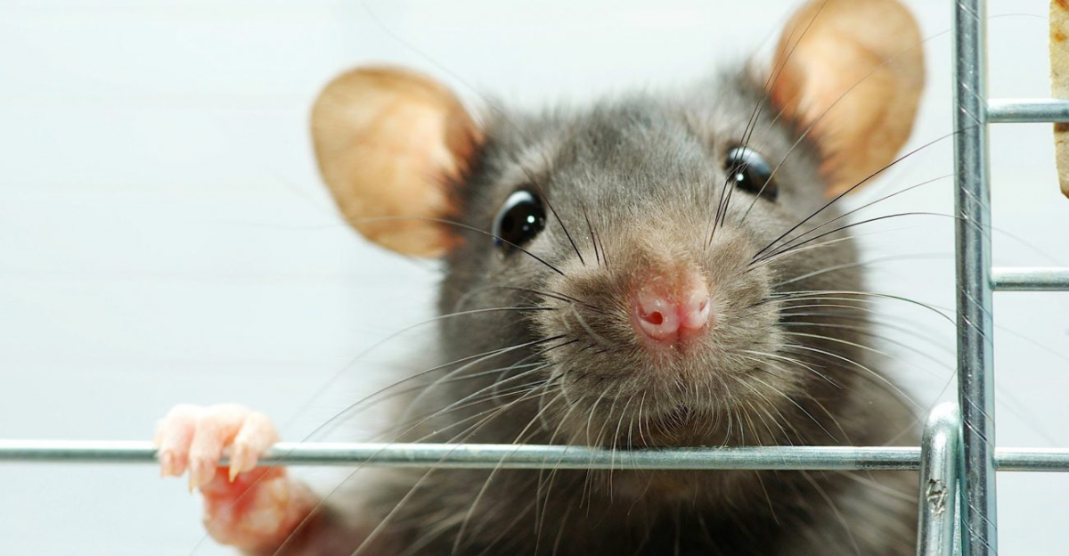 Супер крыска