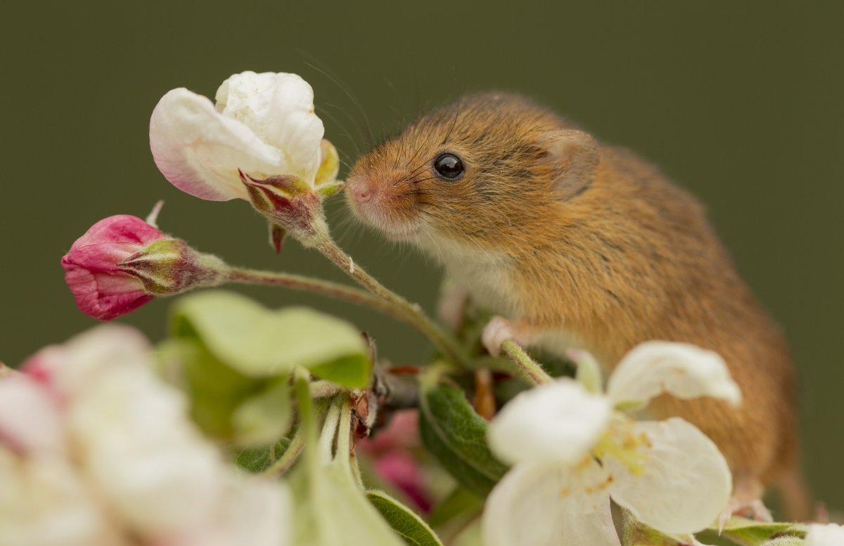 Мышь Малютка Дин Мейсон