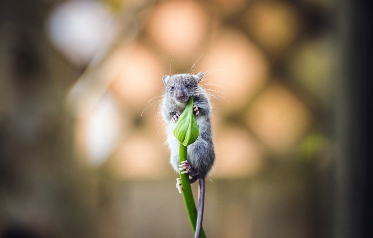 Мыши весной