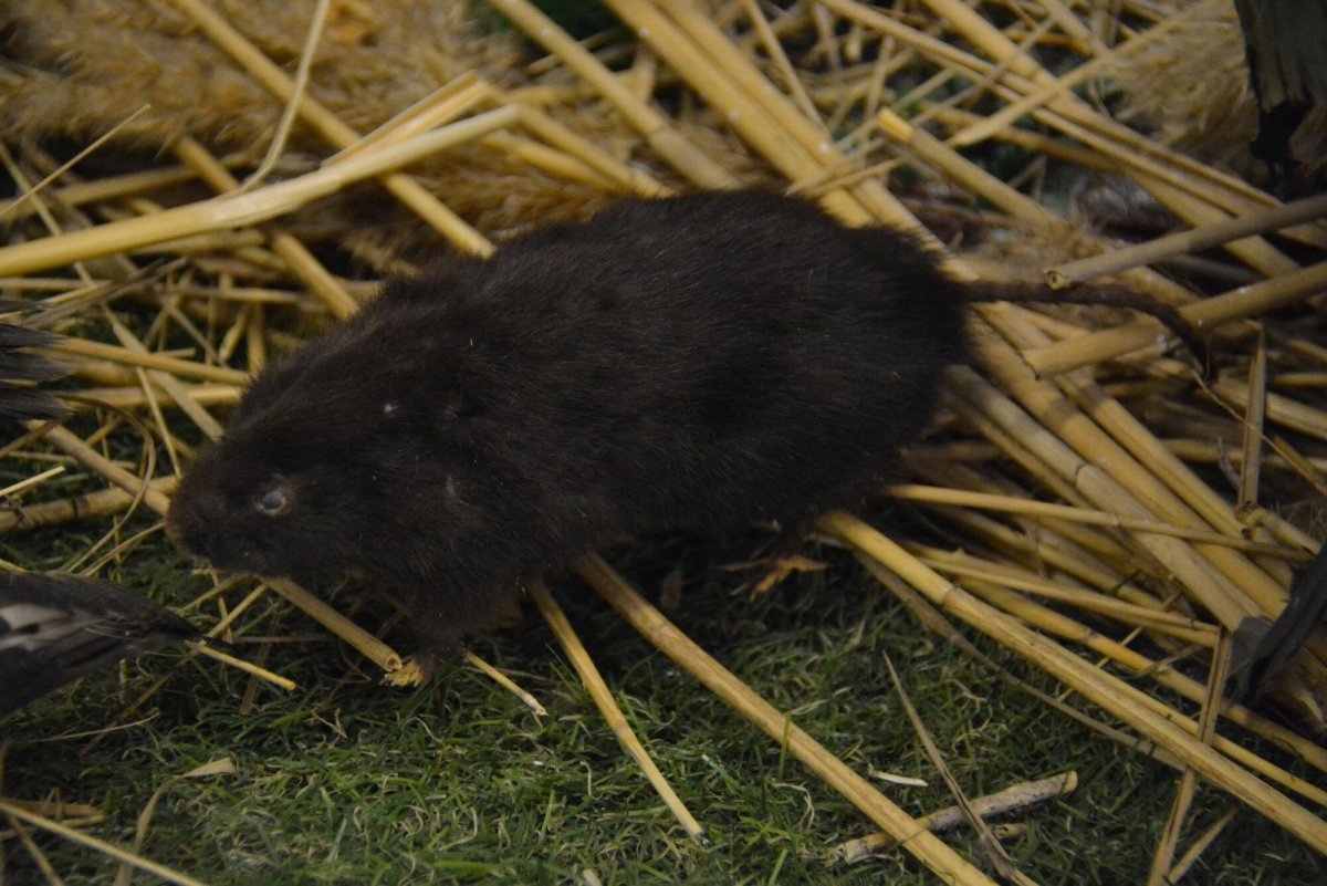 Дом водяной крысы