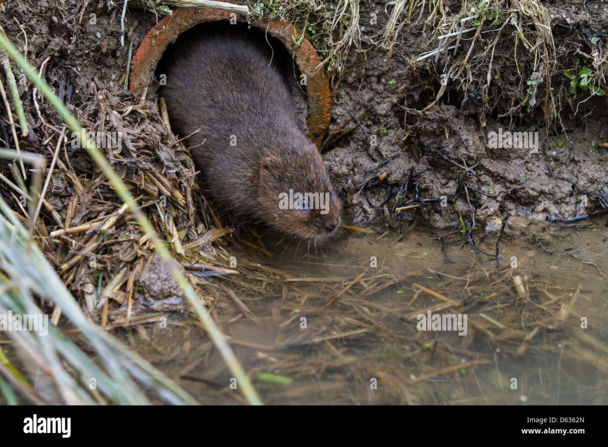 Водяная крыса на огороде в Ленинградской области
