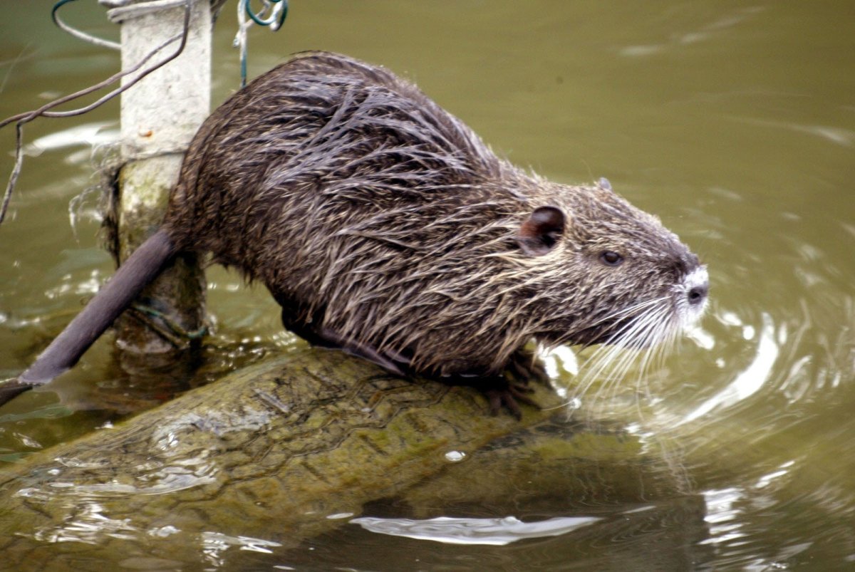 Черная водяная крыса