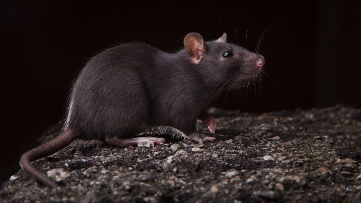 Эфиопская кротовая крыса