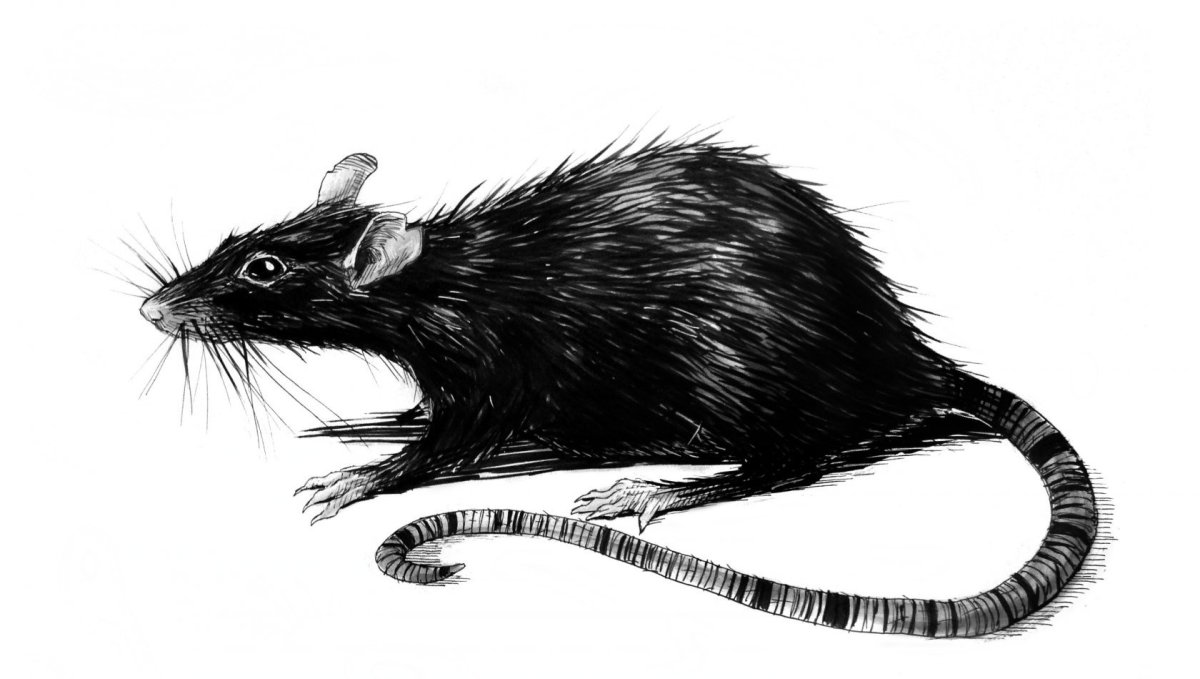 Крыса мультяшная злая