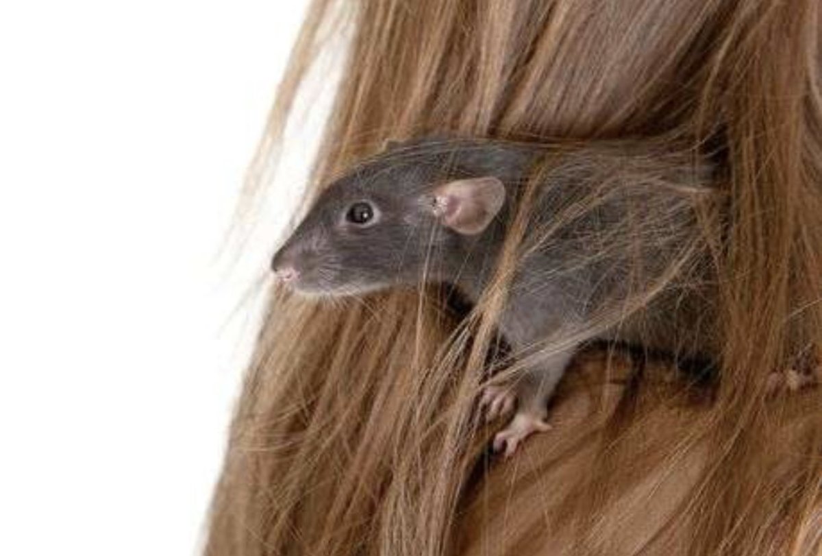 Грызуны средневековье