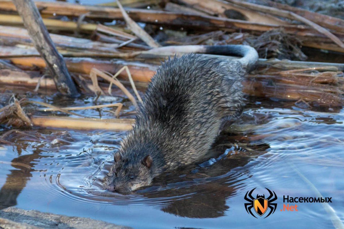 Лапы водяной крысы