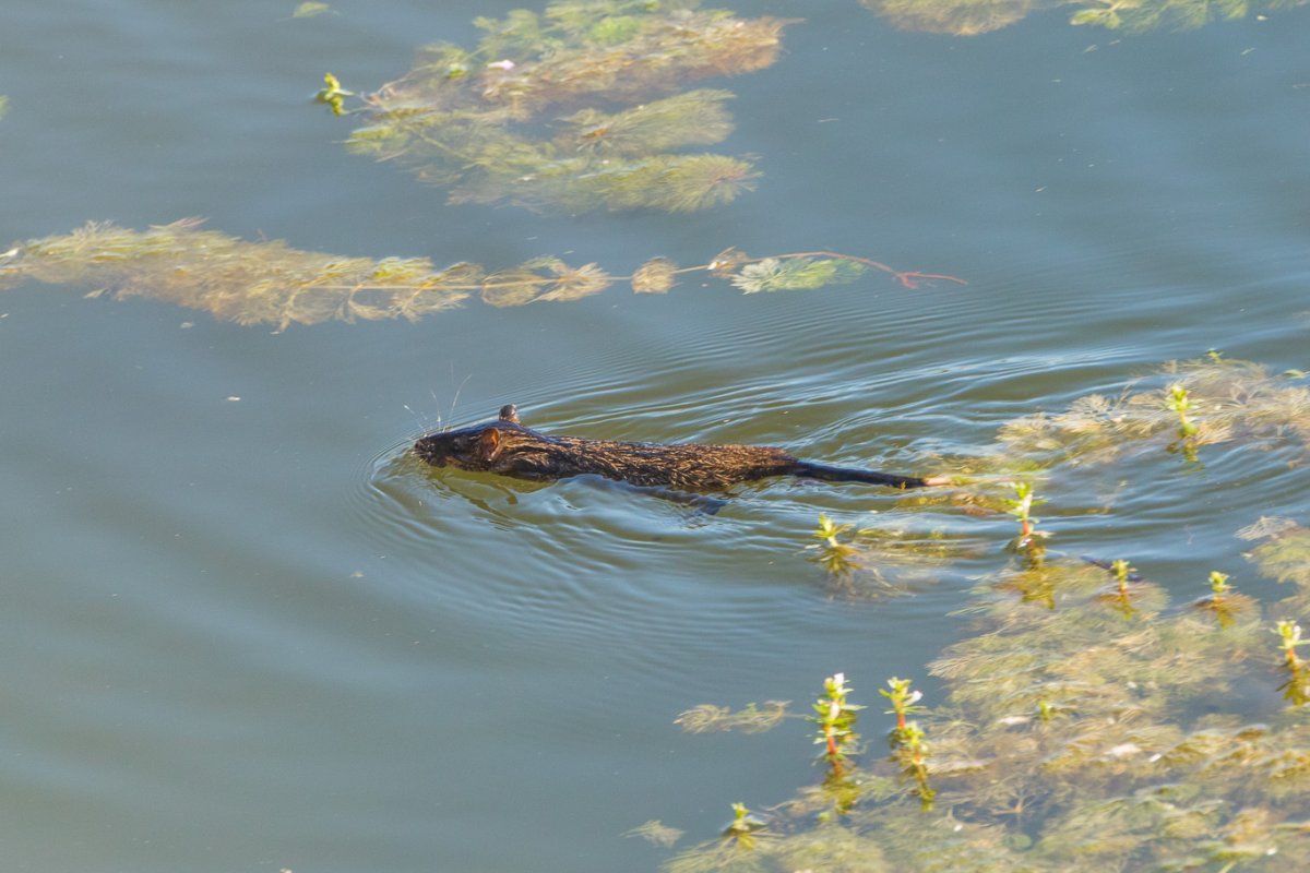 Кавказская европейская норка Mustela lutreola turovi