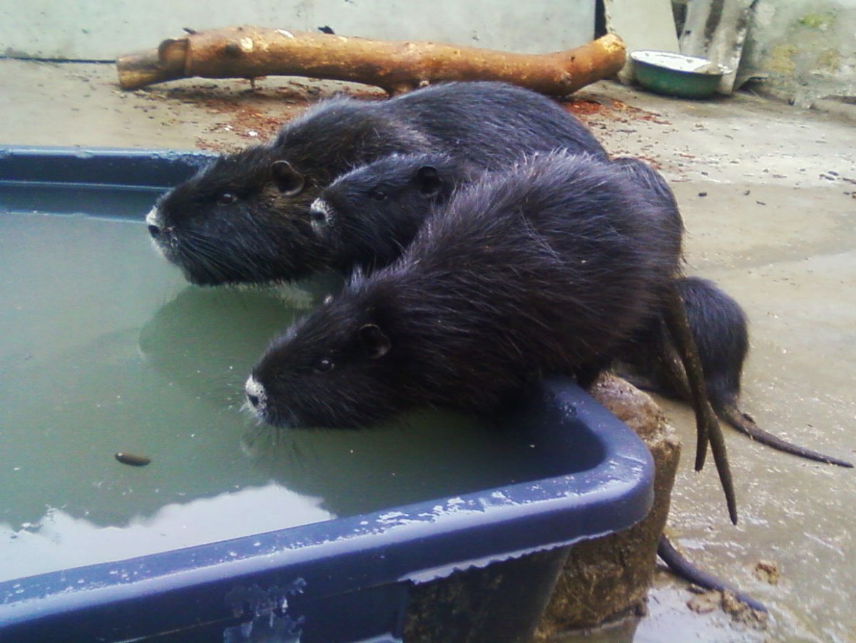 Крыса в бассейне