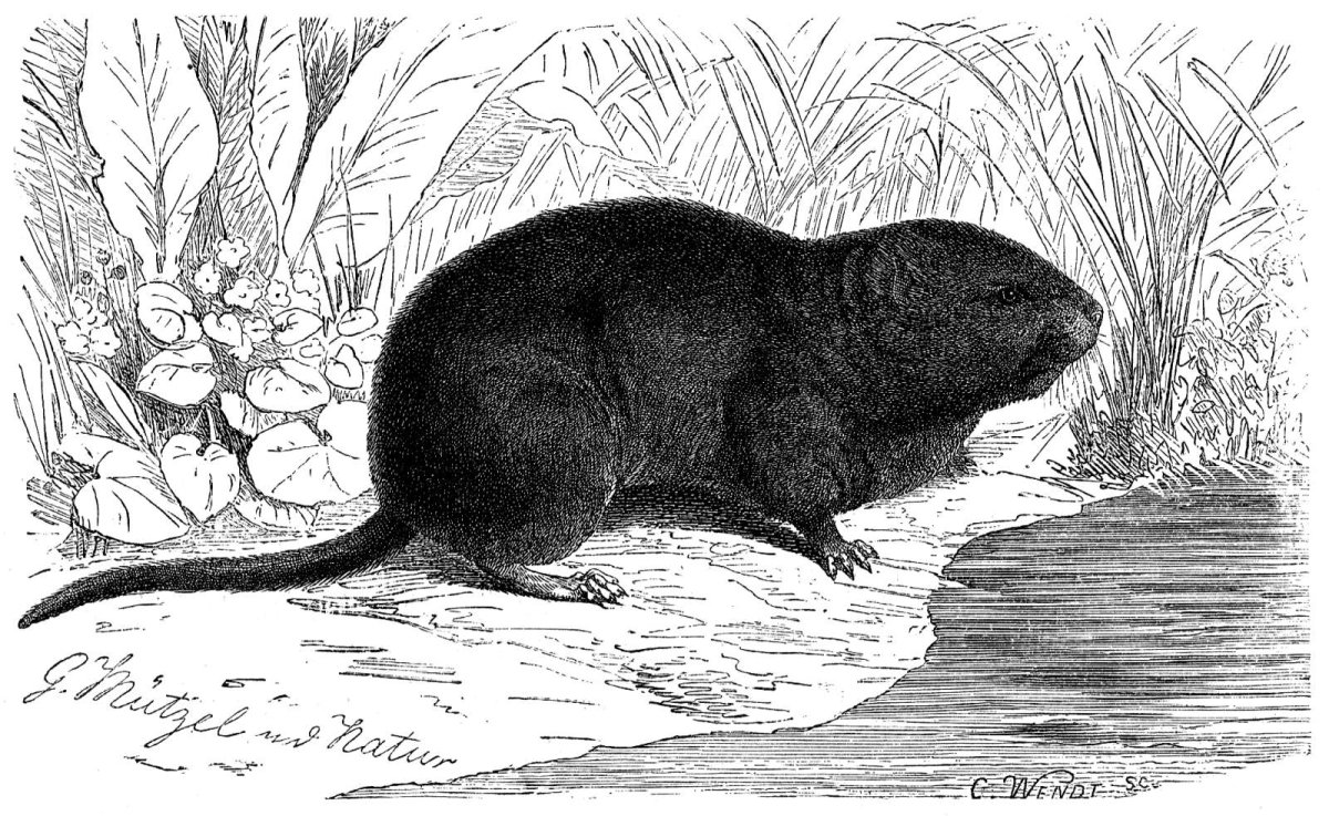 Водяная полевка черная