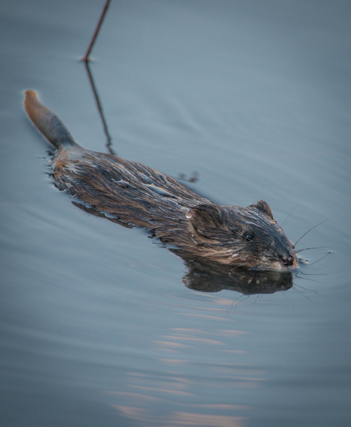 Мемы с крысами