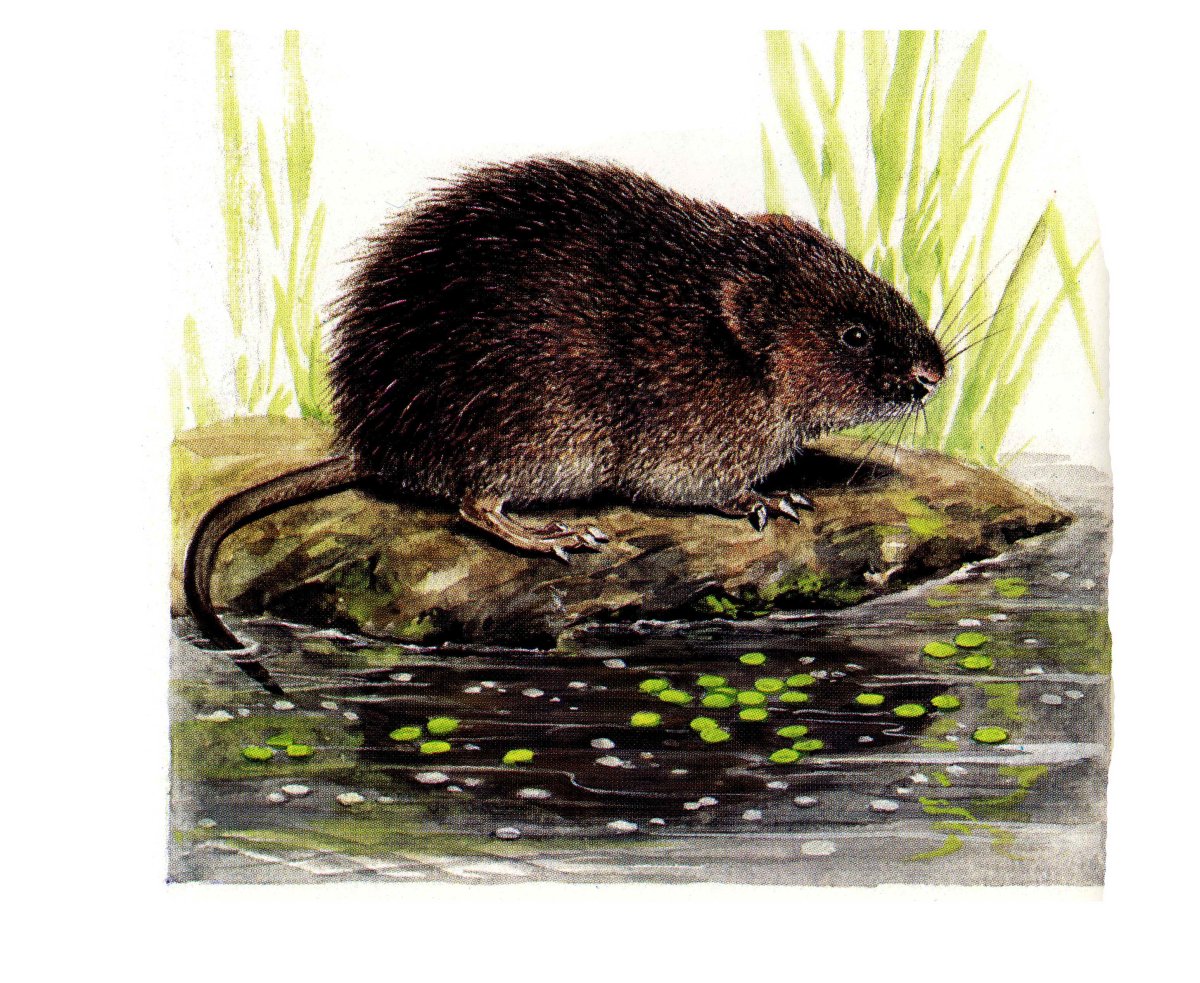 Водоплавающая мышь