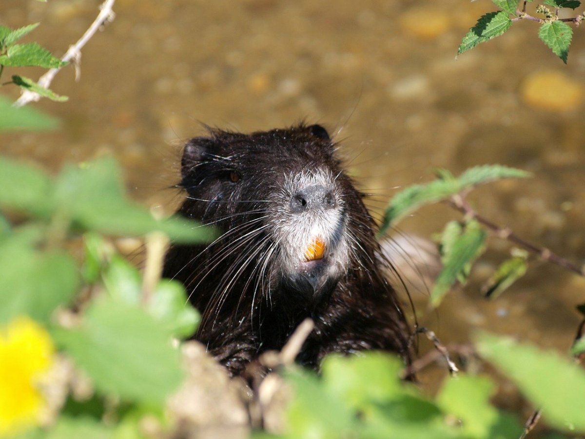 Черная водяная крыса
