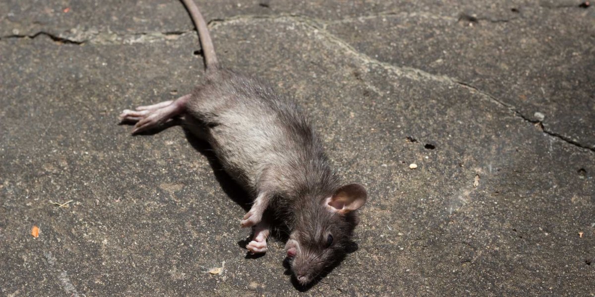 Серая крыса на белом фоне