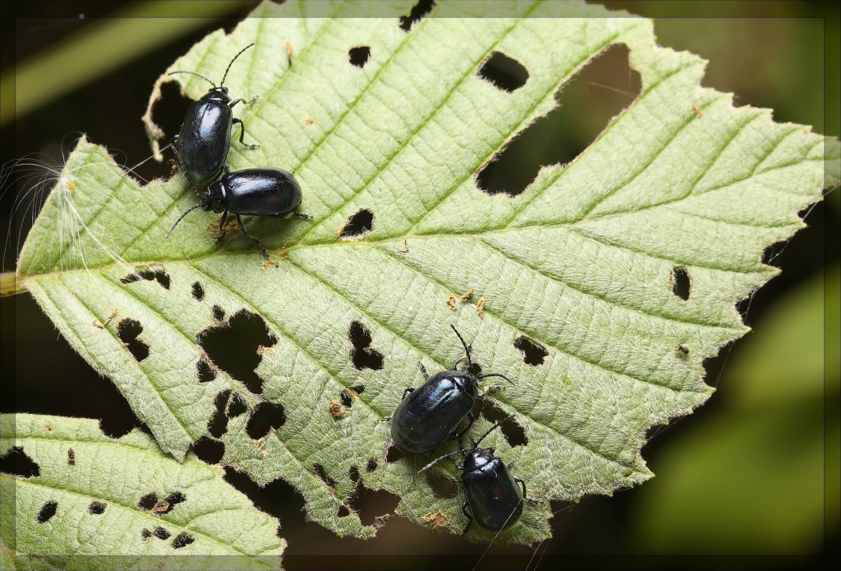 Жук Листоед черный