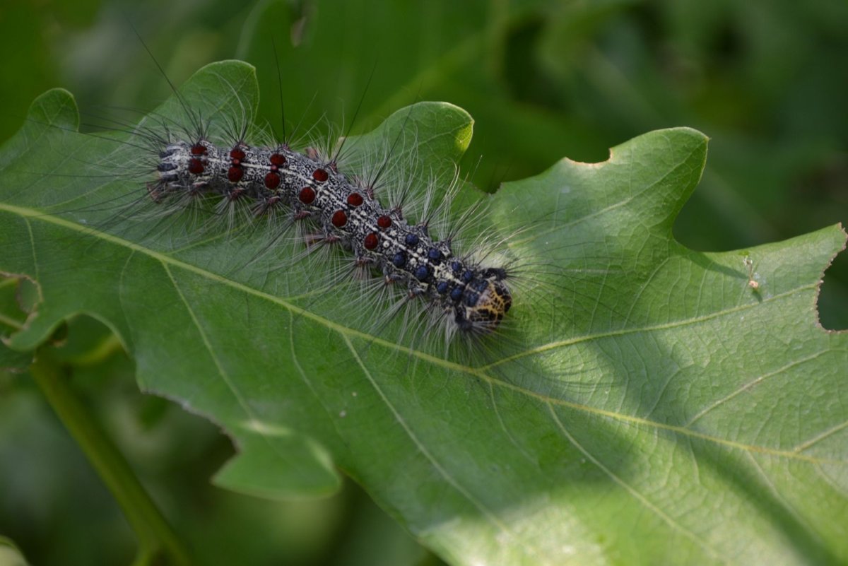 Листогрызущие гусеницы совки