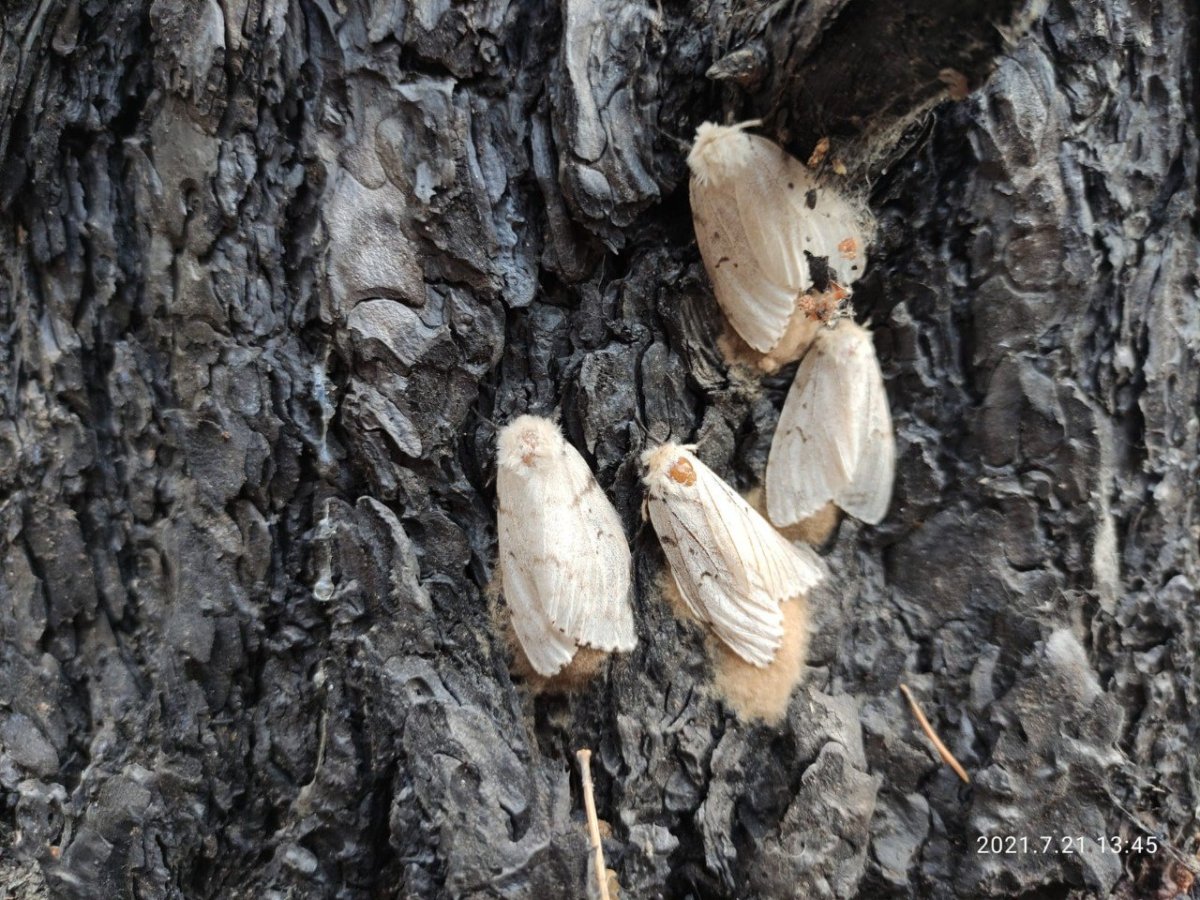 Черный Сосновый усач ходы