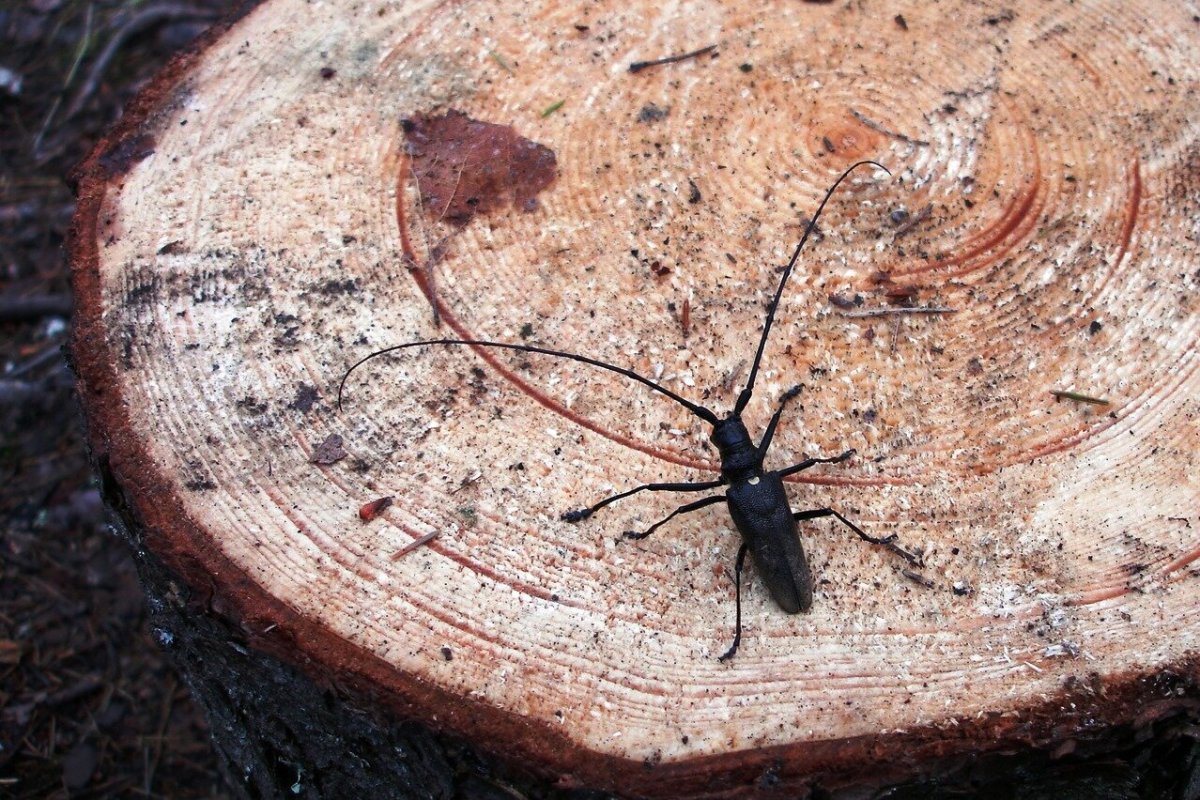 Жуки вредители леса