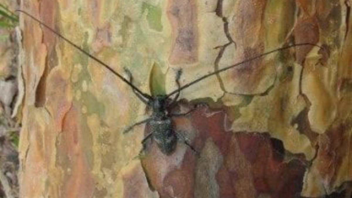 Жук древоточец шашель