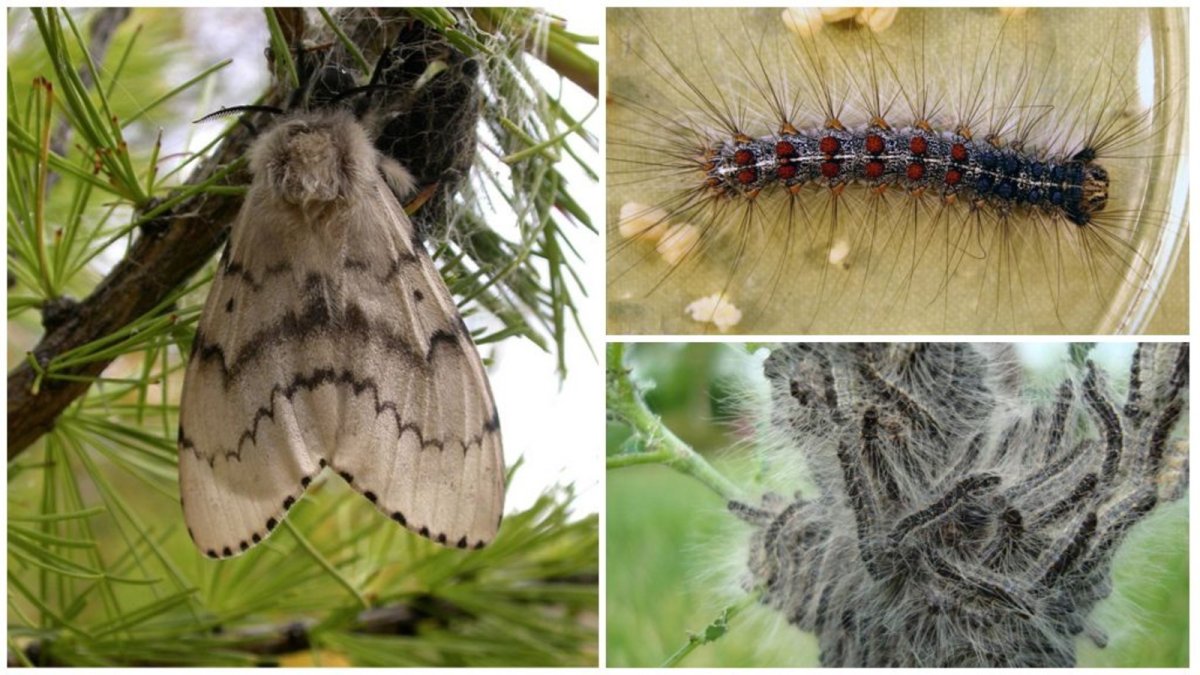 Lymantria dispar гусеница