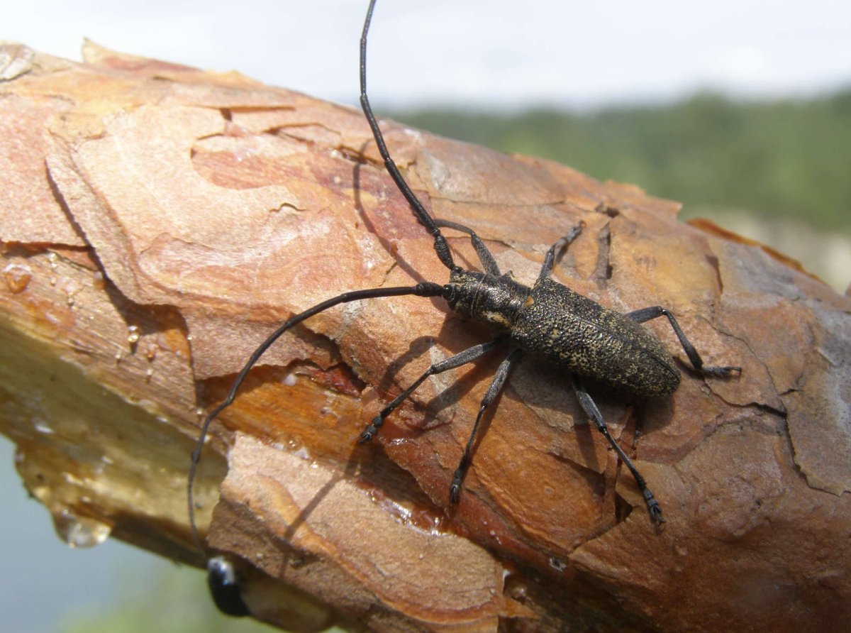 Жук чёрный Сосновый усач