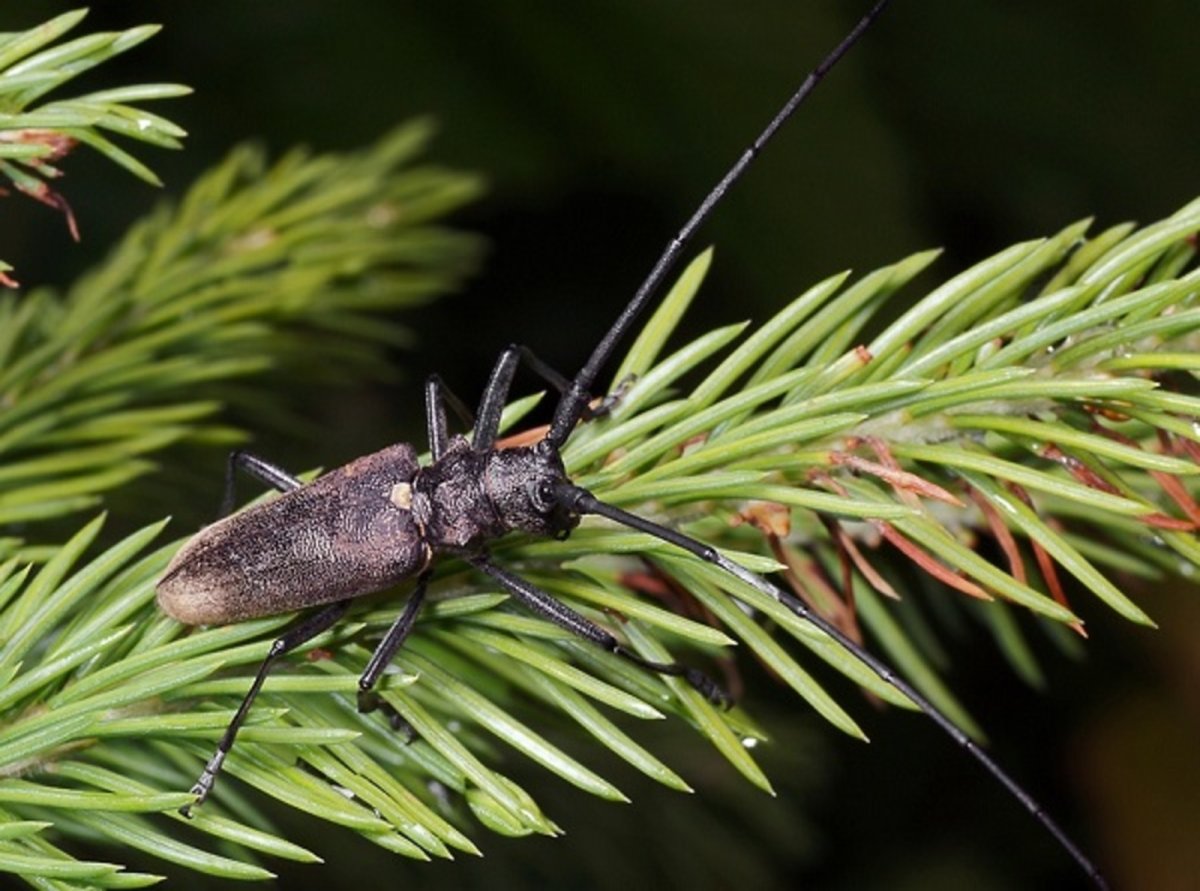 Черный Пихтовый усач