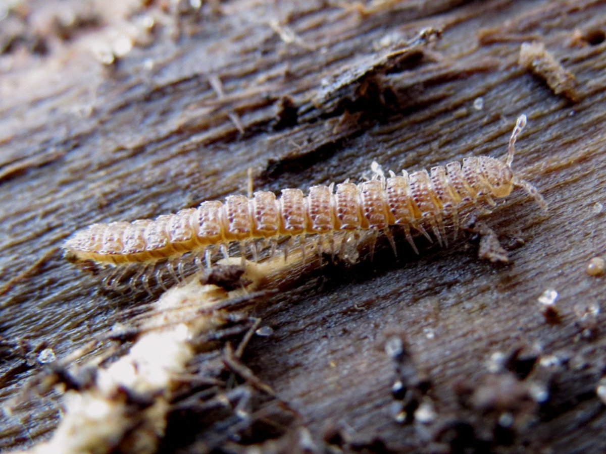 Короед Жук древоточец