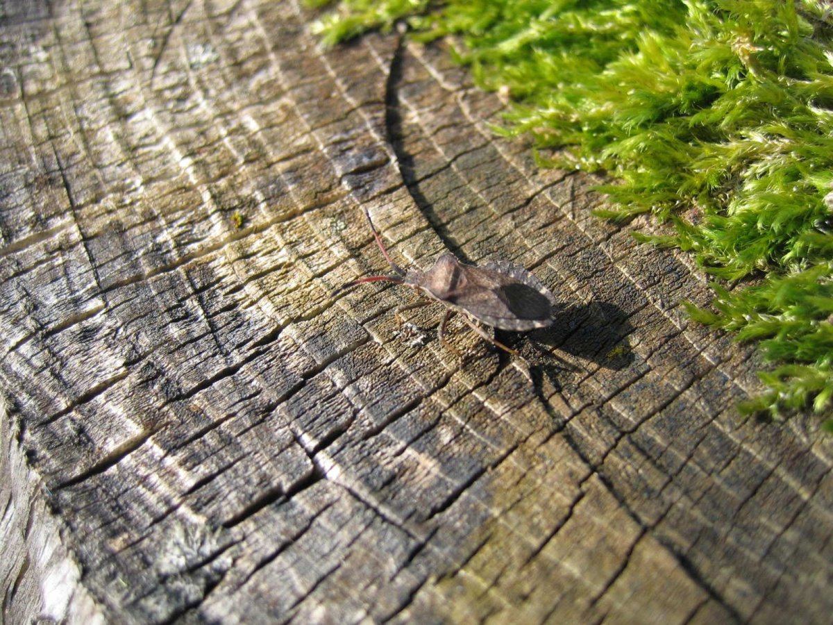 Много насекомых в одном месте