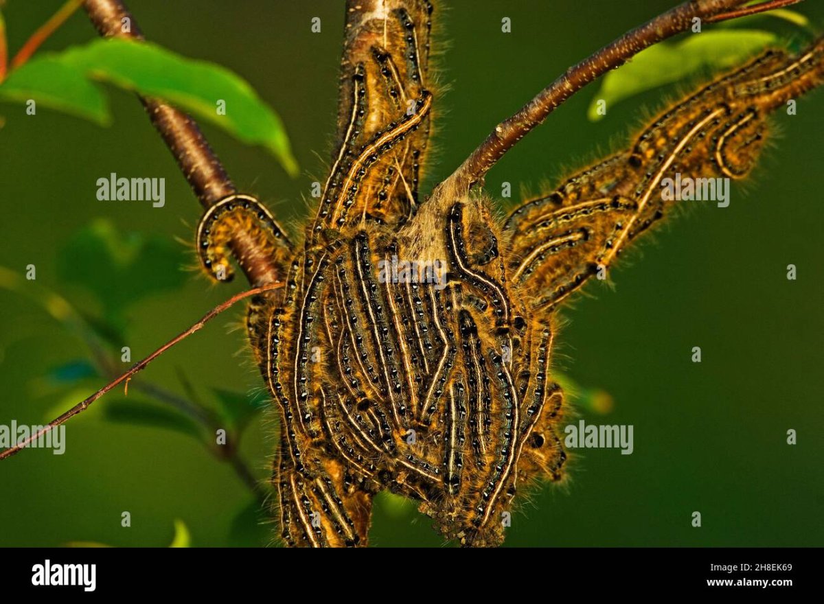 Вредители леса для чайников