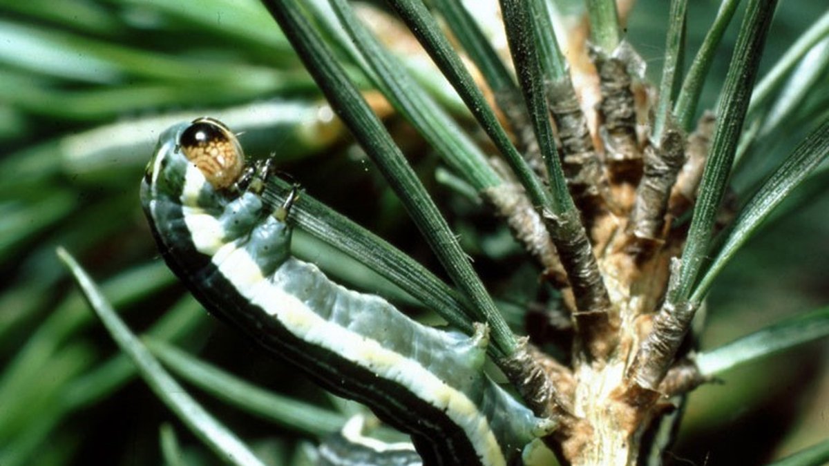 Жук короед древоточец следы