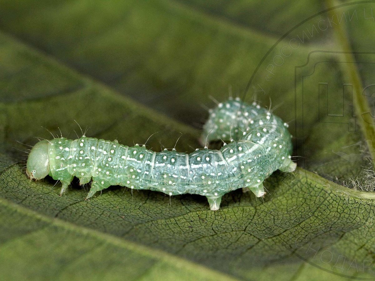 Лесные вредители комиссия