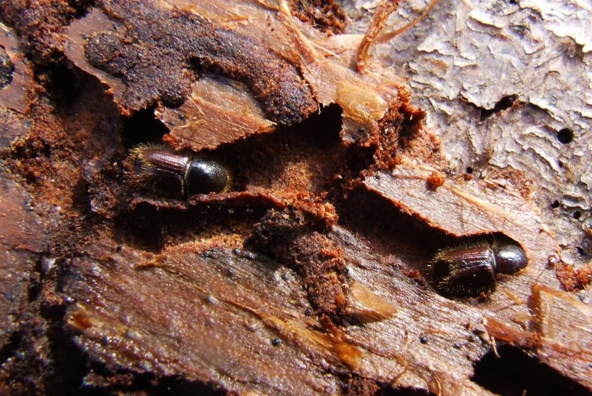 Гусеница моли «белый кедр»