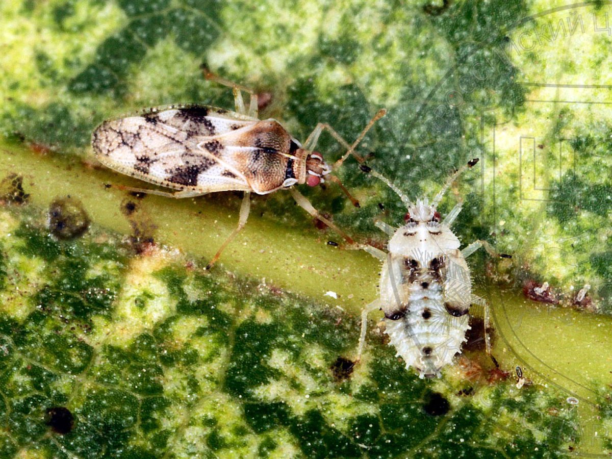 Черный садовый муравей с тлей