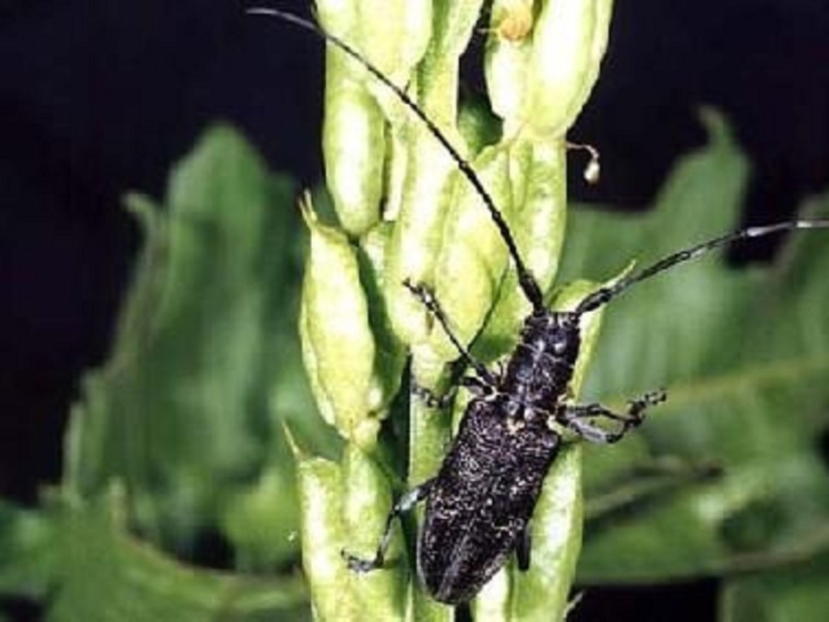 Личинка жука листоеда