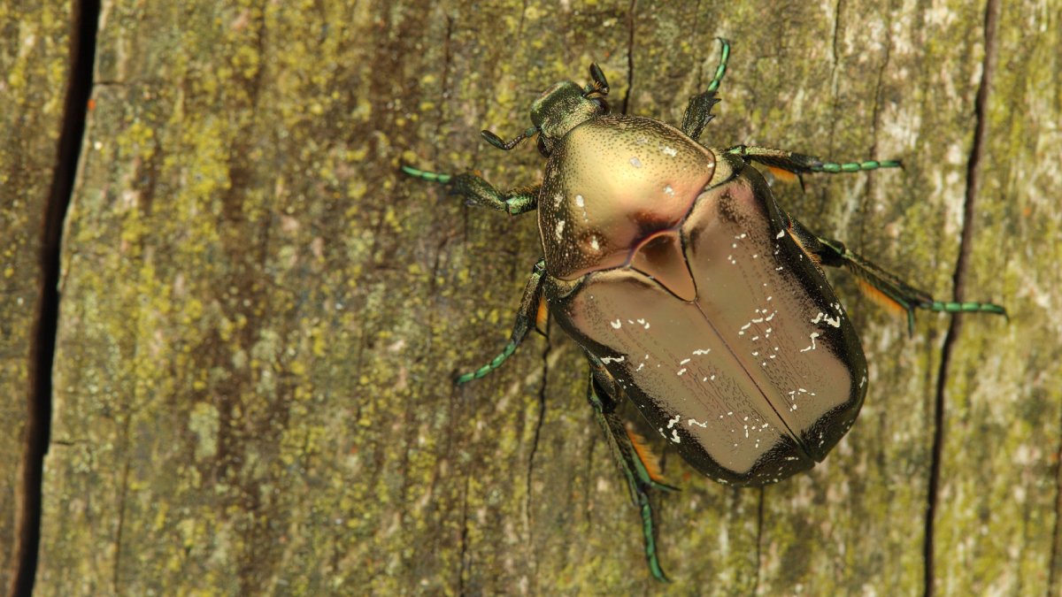 Жук короед Точильщик