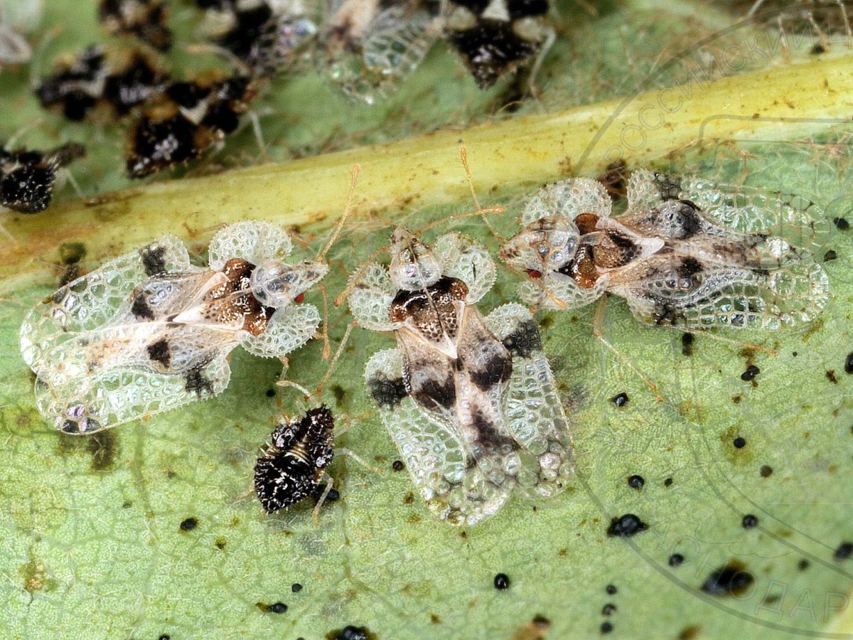 Клоп солдатик скопление