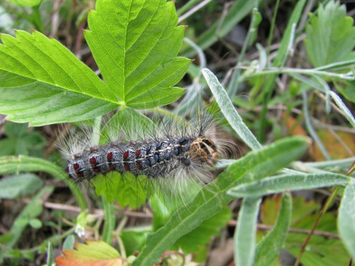 Тополевый клоп — Monosteira unicostata