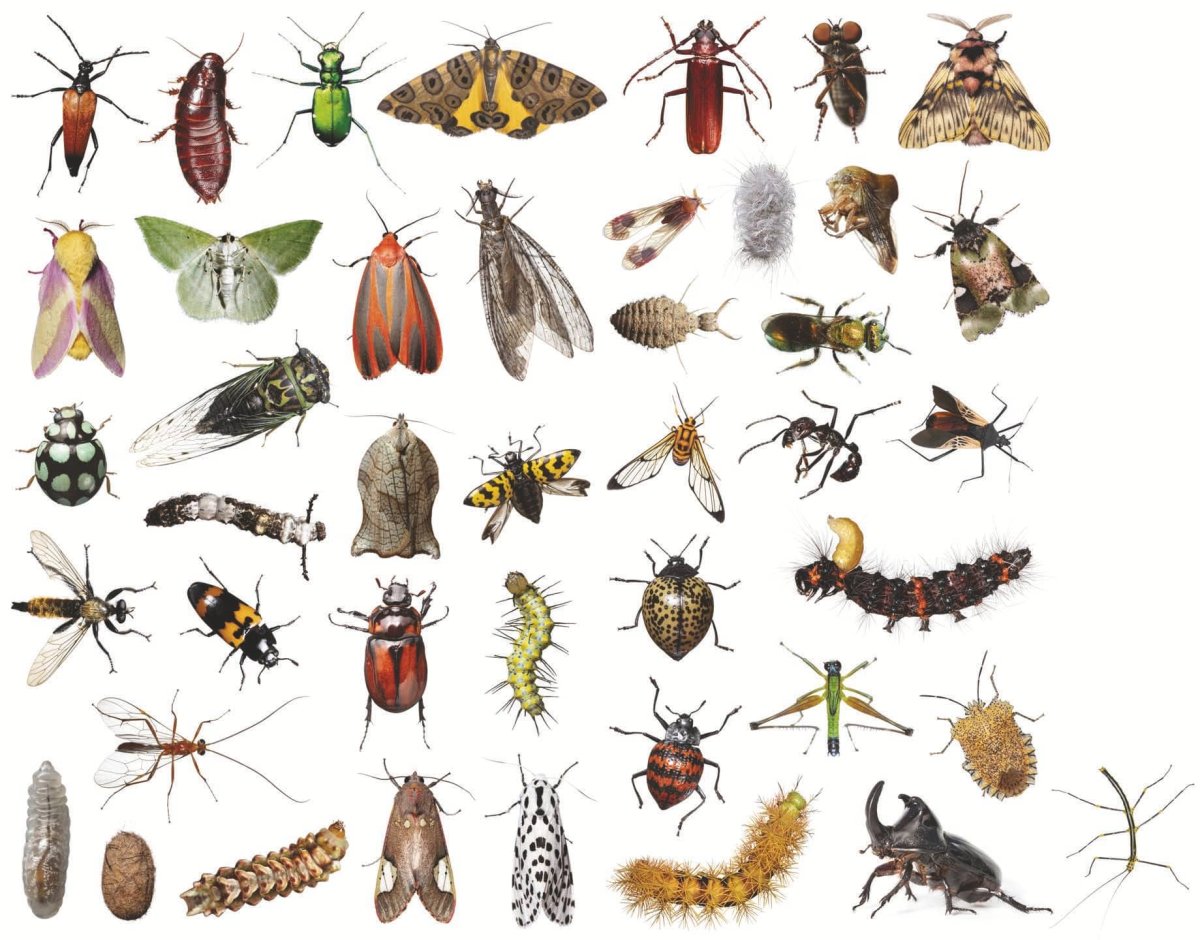 Кленовый мучнистый червец