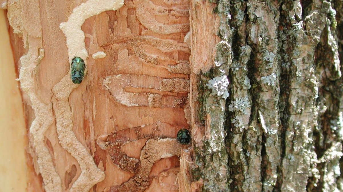 Жук древесный Точильщик