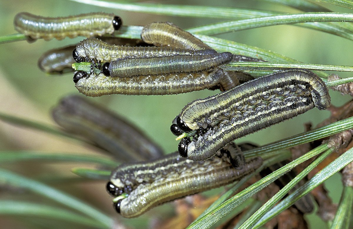 Обыкновенный Сосновый пилильщик