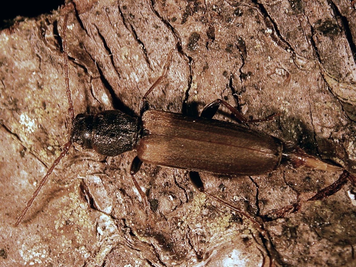 Orthosia гусеница