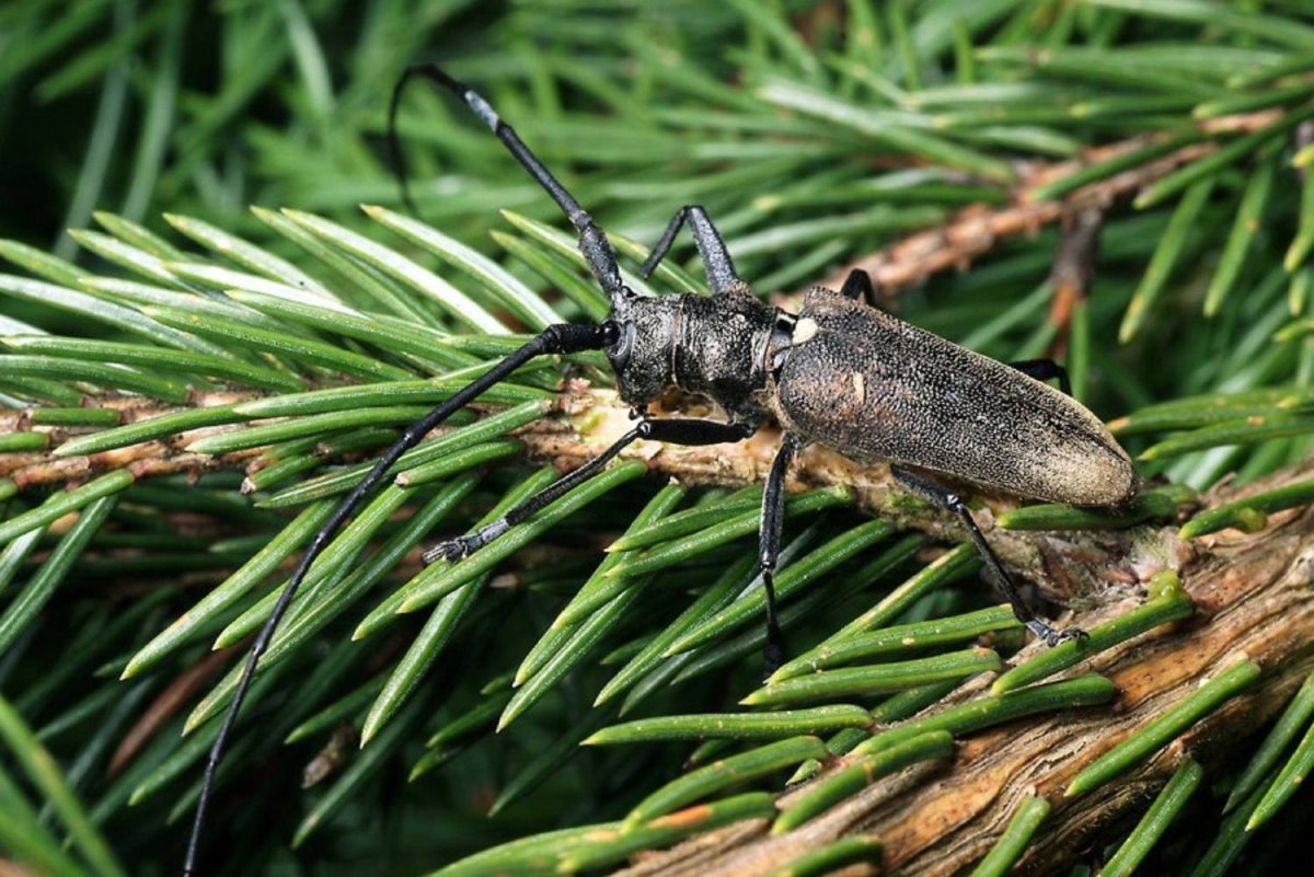 Лиственница насекомое