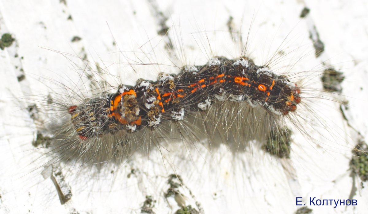 Жук Трескун Щелкун